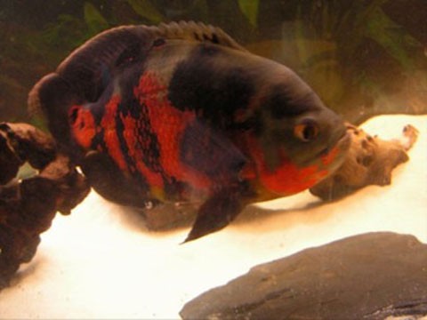 Black Tiger Oscar 4cm Fish Tank Fish