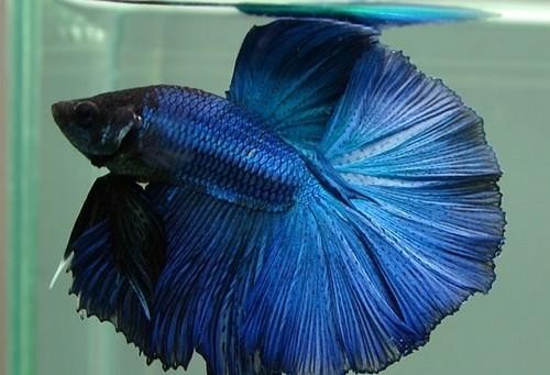 Male Halfmoon Betta 5cm Delivered to your door in Australia