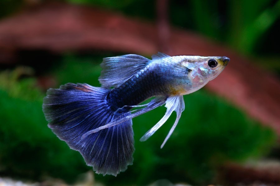 Assorted Ribbon Male Guppy 3cm Aquarama