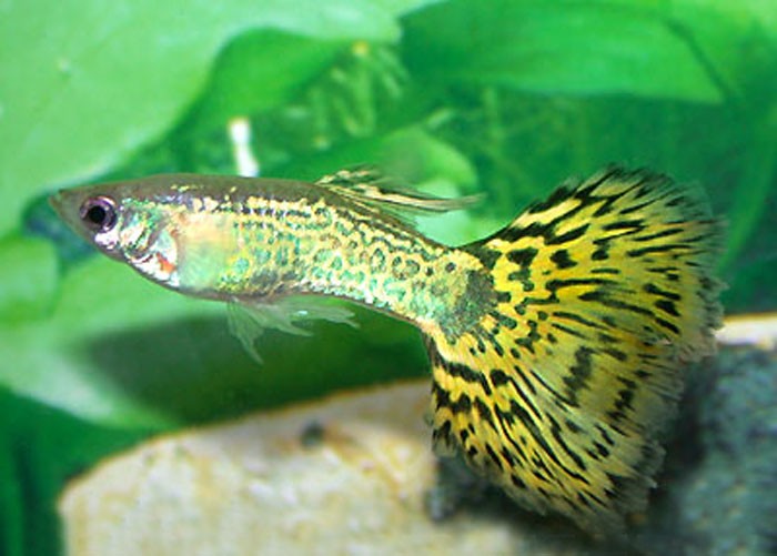 green lacoste guppy pants