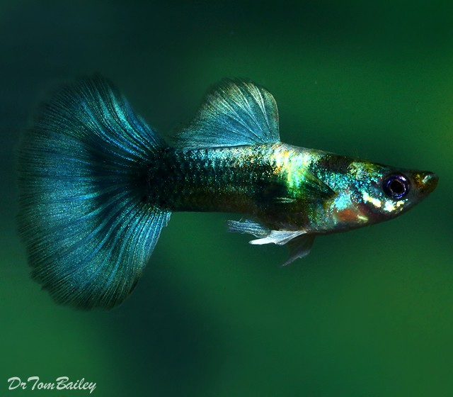 Blue Metallic Male Guppy 3.5cm | Aquarama