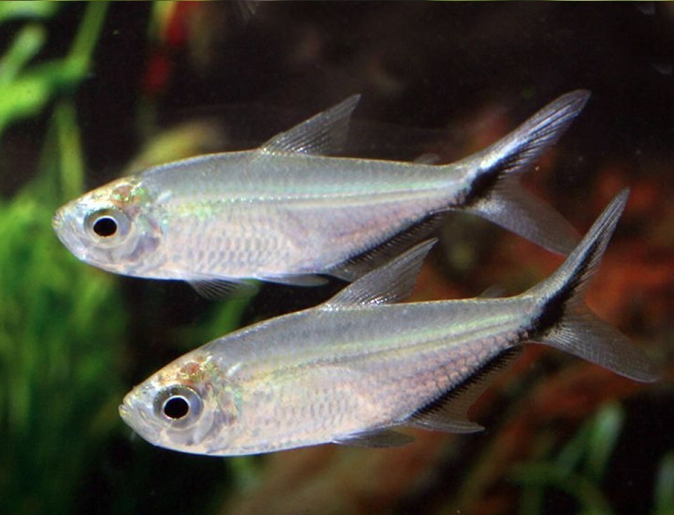 Costae Tetra 3-5cm | Aquarama
